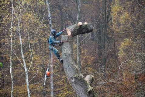 Rizikové kácení stromů Zlínský kraj